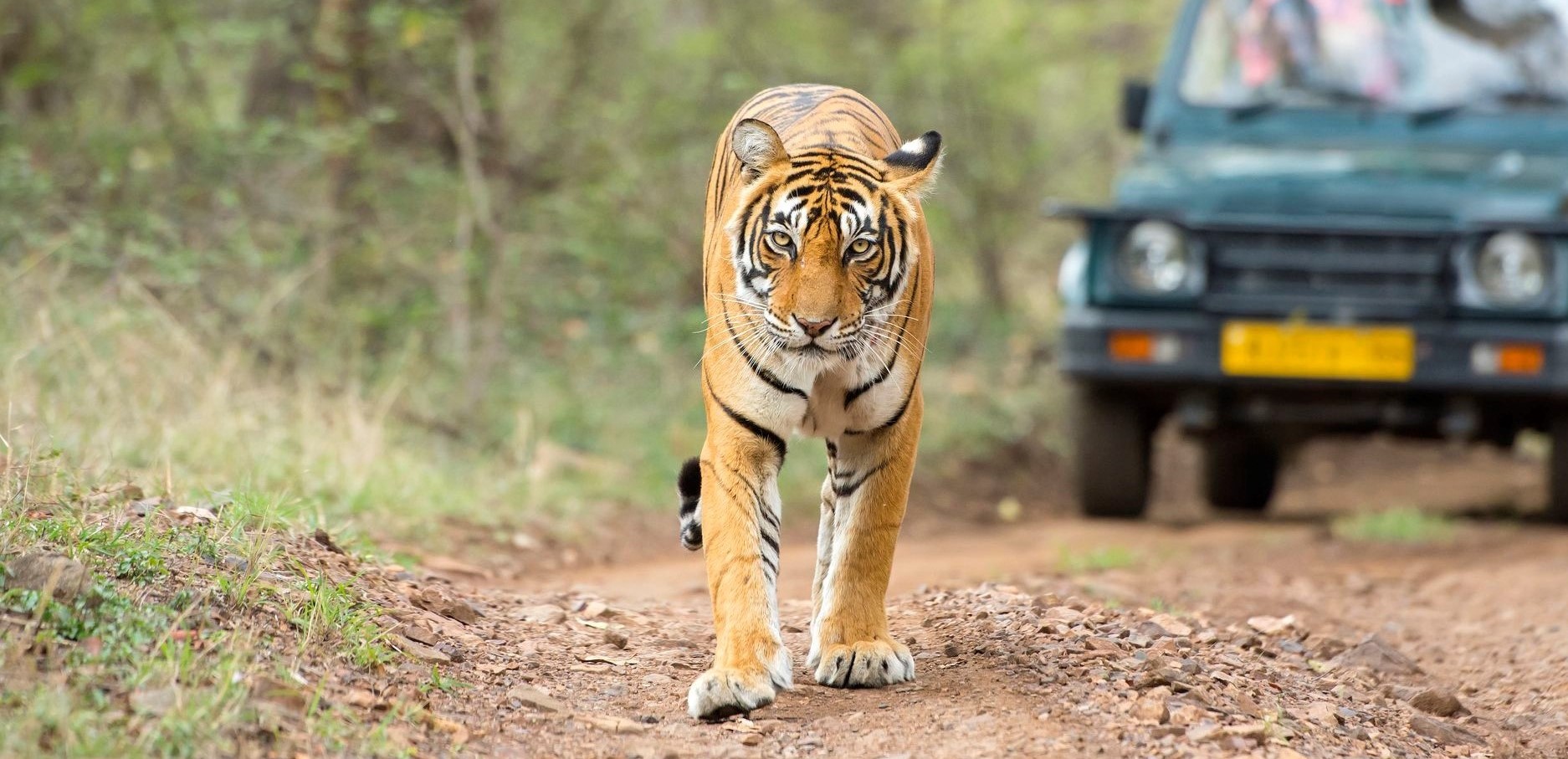 Jim Corbett Tour | Uttaranchal Tour Package